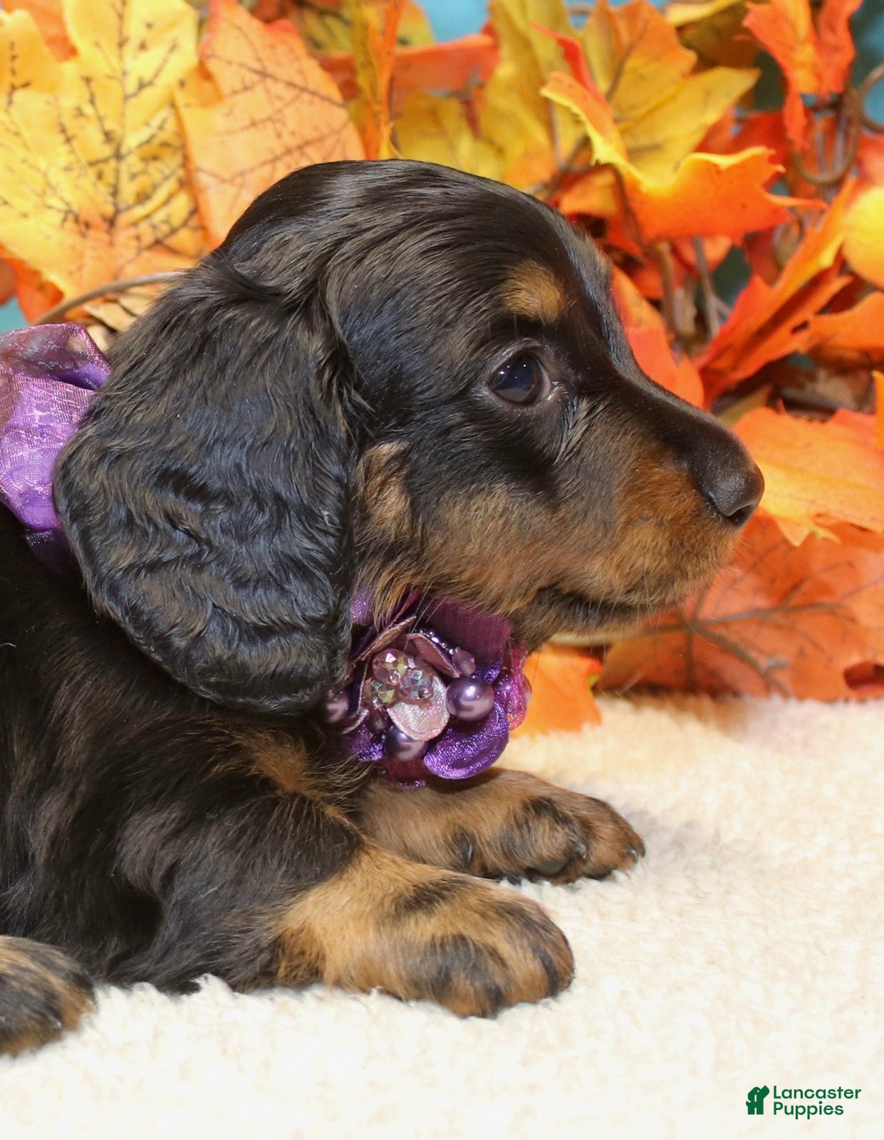 Miniature Dachshund dogs for sale: Elijah - Ad 2