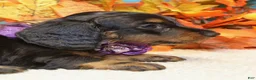 Miniature Dachshund dogs for sale: Elijah - Ad 1