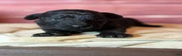 Cockapoo dogs for sale: Nora - Ad 14