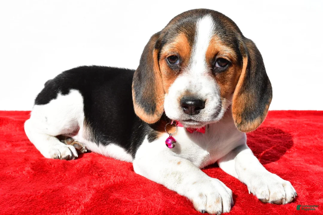 Beagle dogs for sale: Mandi - Ad 2