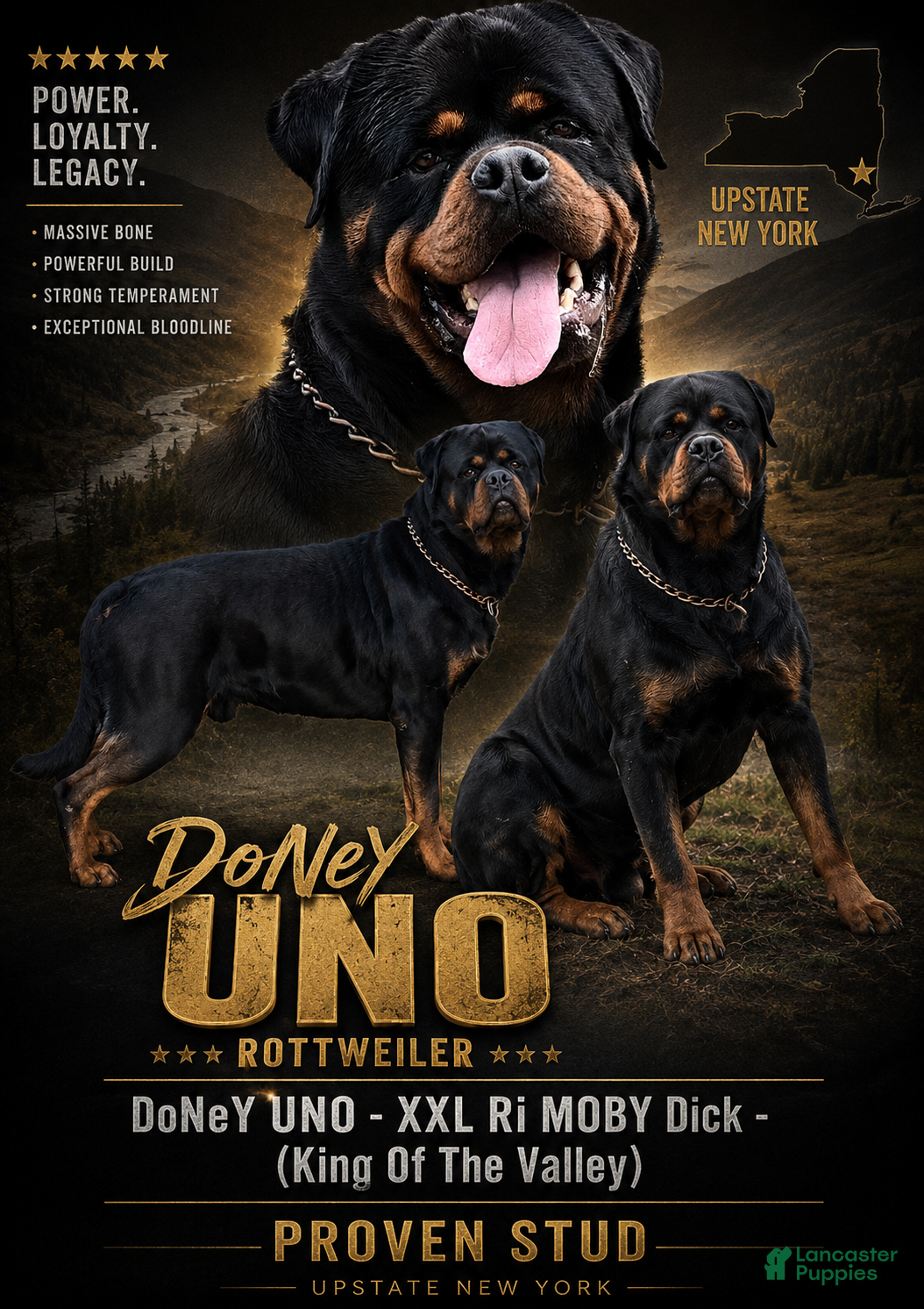 Rottweiler dogs DoNeY Uno - XXL Ri Moby Dick  - Ad 5