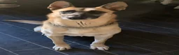 Mixed Breed dogs for sale: Teacup - Ad 13
