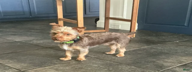 Loki