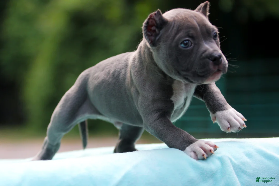 American Bully dogs for sale: Blue Male - Ad 6