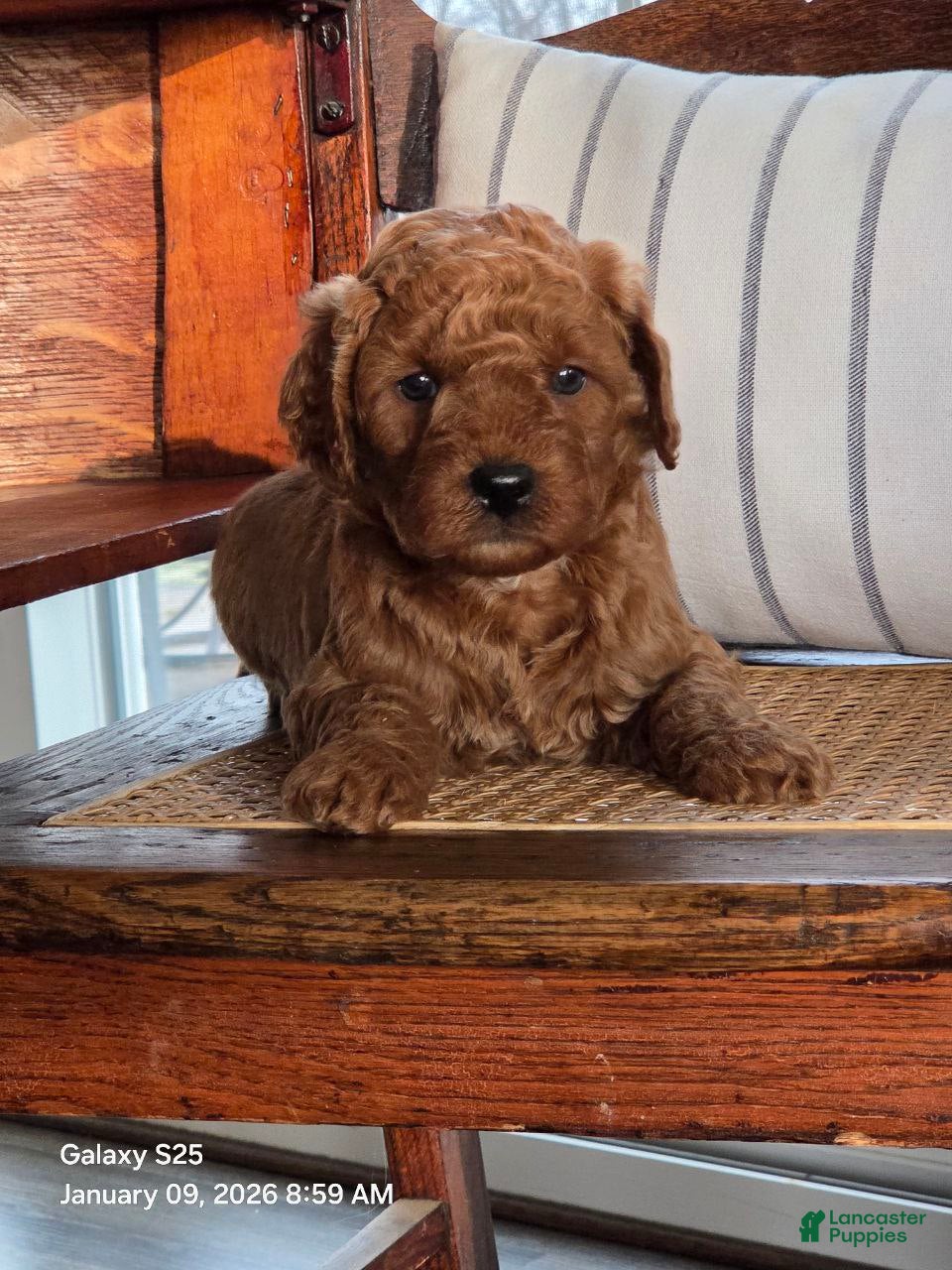 Mini Goldendoodle dogs Ginger  - Ad 2