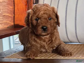 Mini Goldendoodle dogs Ginger - Ad 3
