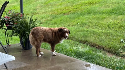 Rascal