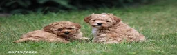 Shihpoo dogs for sale: Tinsel - Ad 5