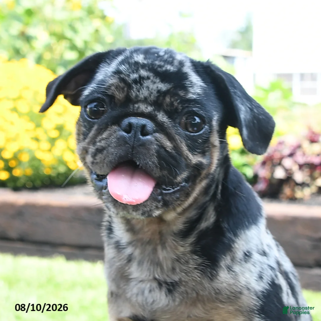 Pug dogs for sale: Belle - Ad 5