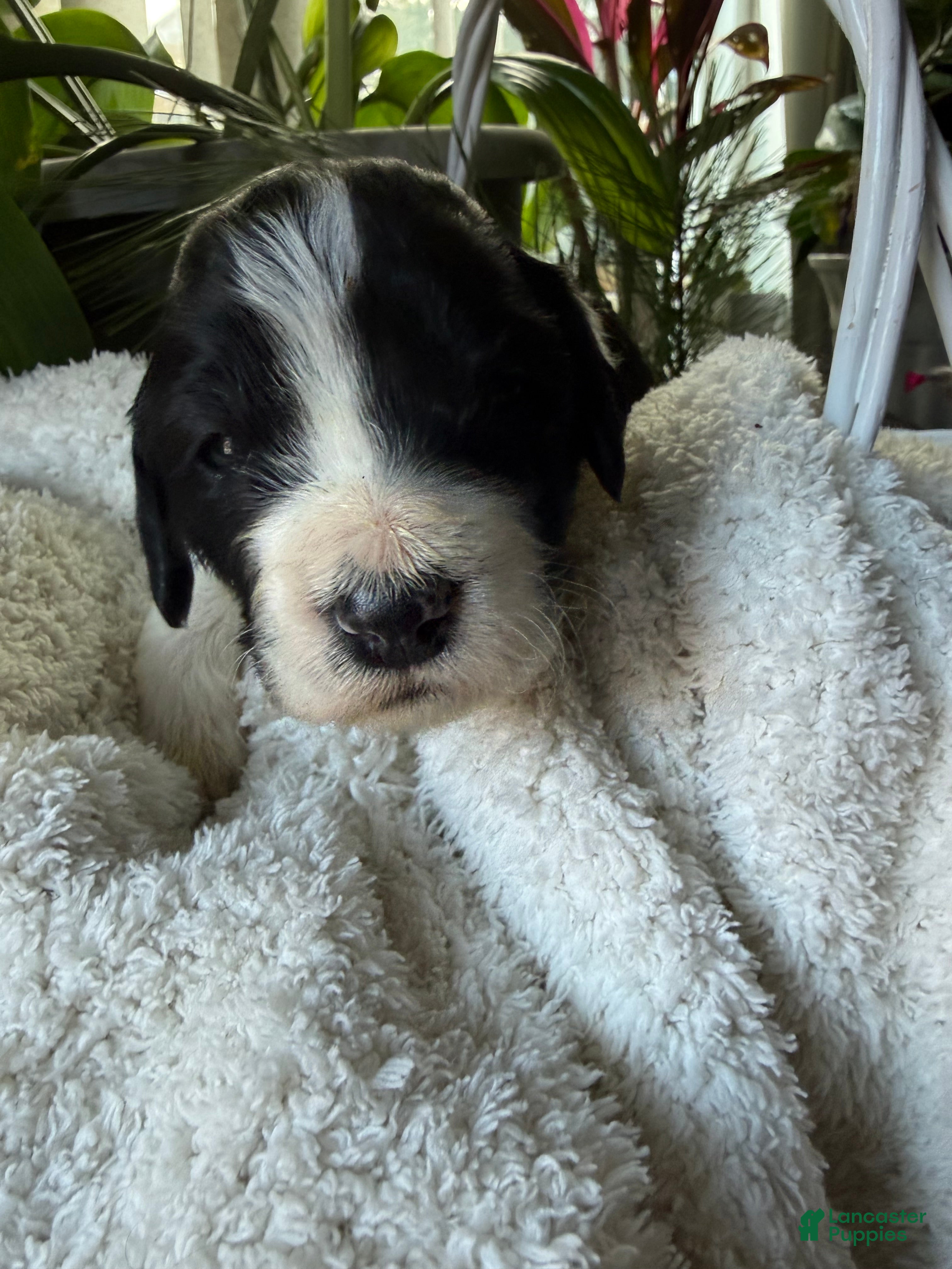 Goldendoodle dogs Cookie - Ad 40