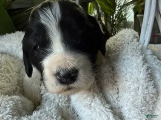 Goldendoodle dogs Cookie - Ad 42