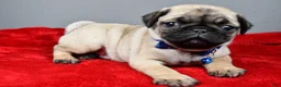 Pug dogs for sale: Fido - Ad 2