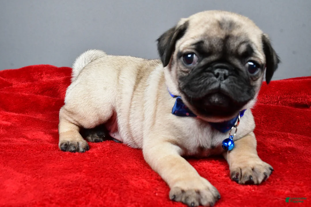 Pug dogs for sale: Fido - Ad 2