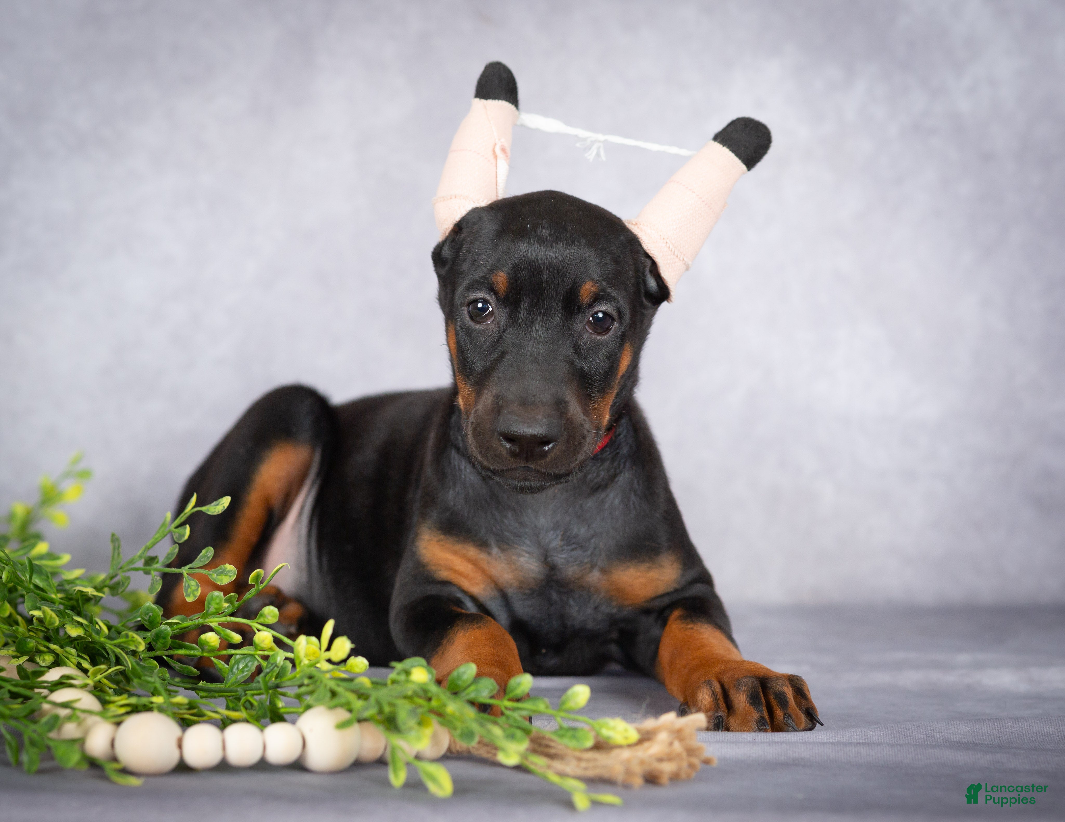 Kiara (Dobermann, Female) in Millersburg, PA