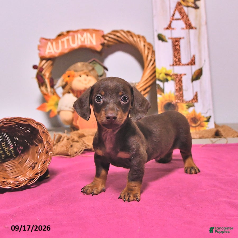 Dachshund dogs Mason - Ad 1