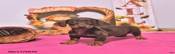 Dachshund dogs for sale: Mason - Ad 1