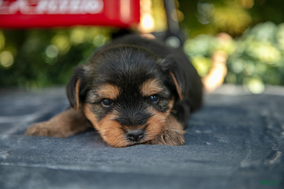 Yorkshire Terrier dogs for sale: Travis - Ad 3
