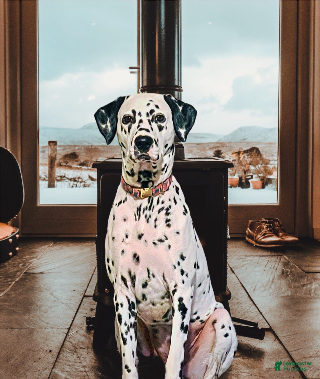 Dalmatian dogs for sale: Dream- Adult - Ad 2