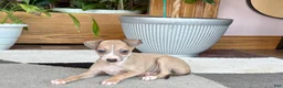 Italian Greyhound dogs for sale: Italian Greyhound female 1 fawn and white  - Ad 11