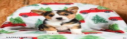 Welsh Corgi Pembroke dogs for sale: Kisses - Ad 3