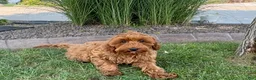 Cockapoo dogs for sale: Henry - Ad 6