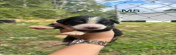 Mixed Breed dogs for sale: Mixed Breed 4 - Ad 16