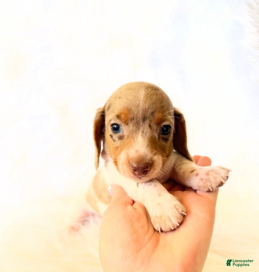 Miniature Dachshund dogs AKC Woody - Ad 19