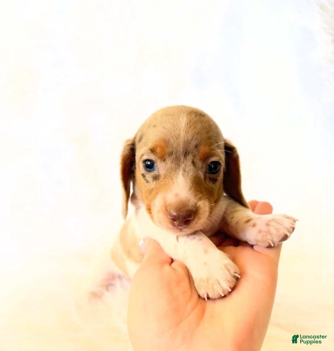 Miniature Dachshund dogs for sale: AKC Woody - Ad 16