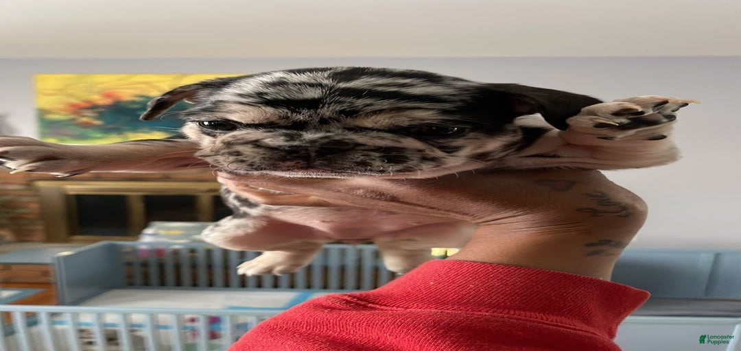 Gallery Image {{count}}