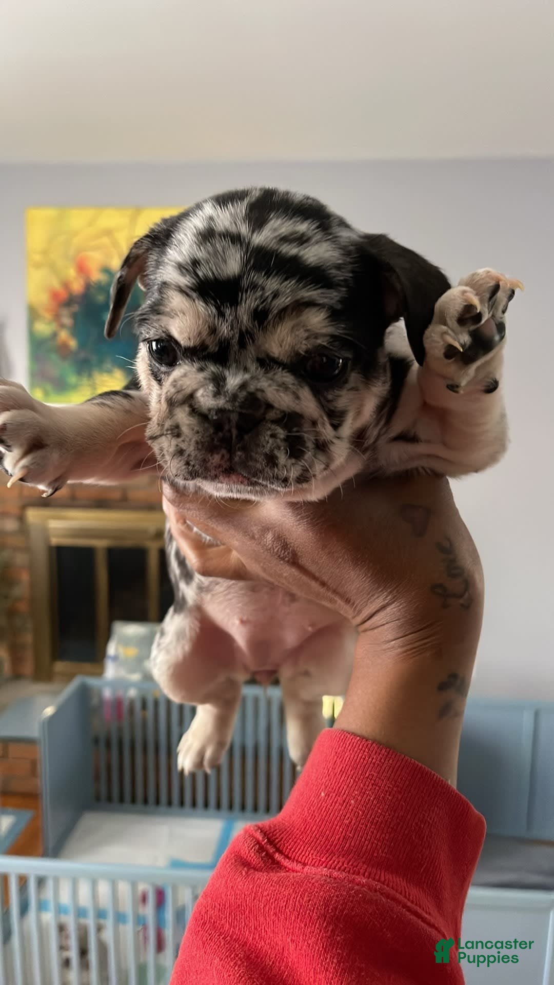 Gallery Image {{count}}