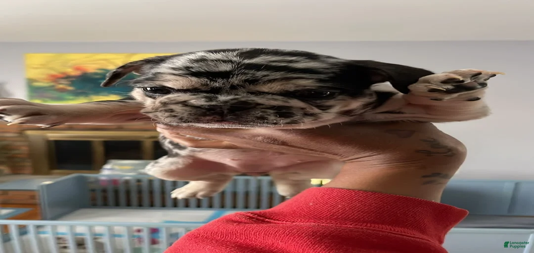 Gallery Image {{count}}