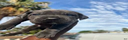 Cane Corso dogs for sale: Bear - Ad 3