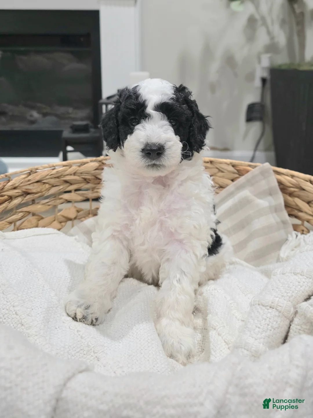 Mini Goldendoodle dogs for sale: Oreo - Ad 2