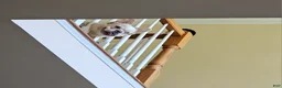 French Bulldog dogs for sale: Mezcal, the easy breeze - Ad 1