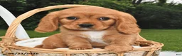 Beaglier dogs for sale: Cuddles - Ad 2