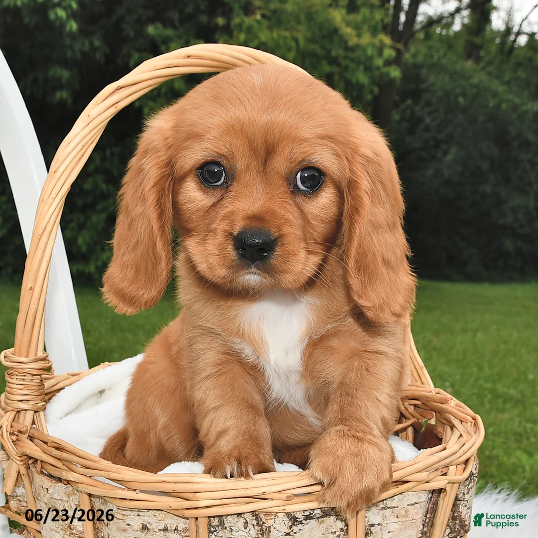 Beaglier dogs for sale: Cuddles - Ad 2