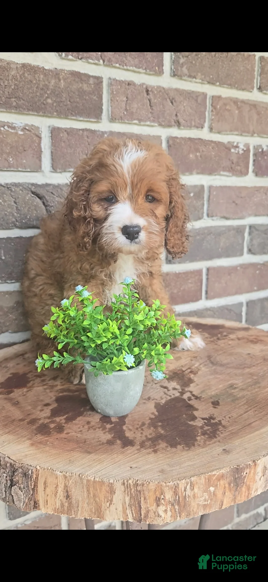 Cavapoo dogs for sale: Trixie - Ad 1
