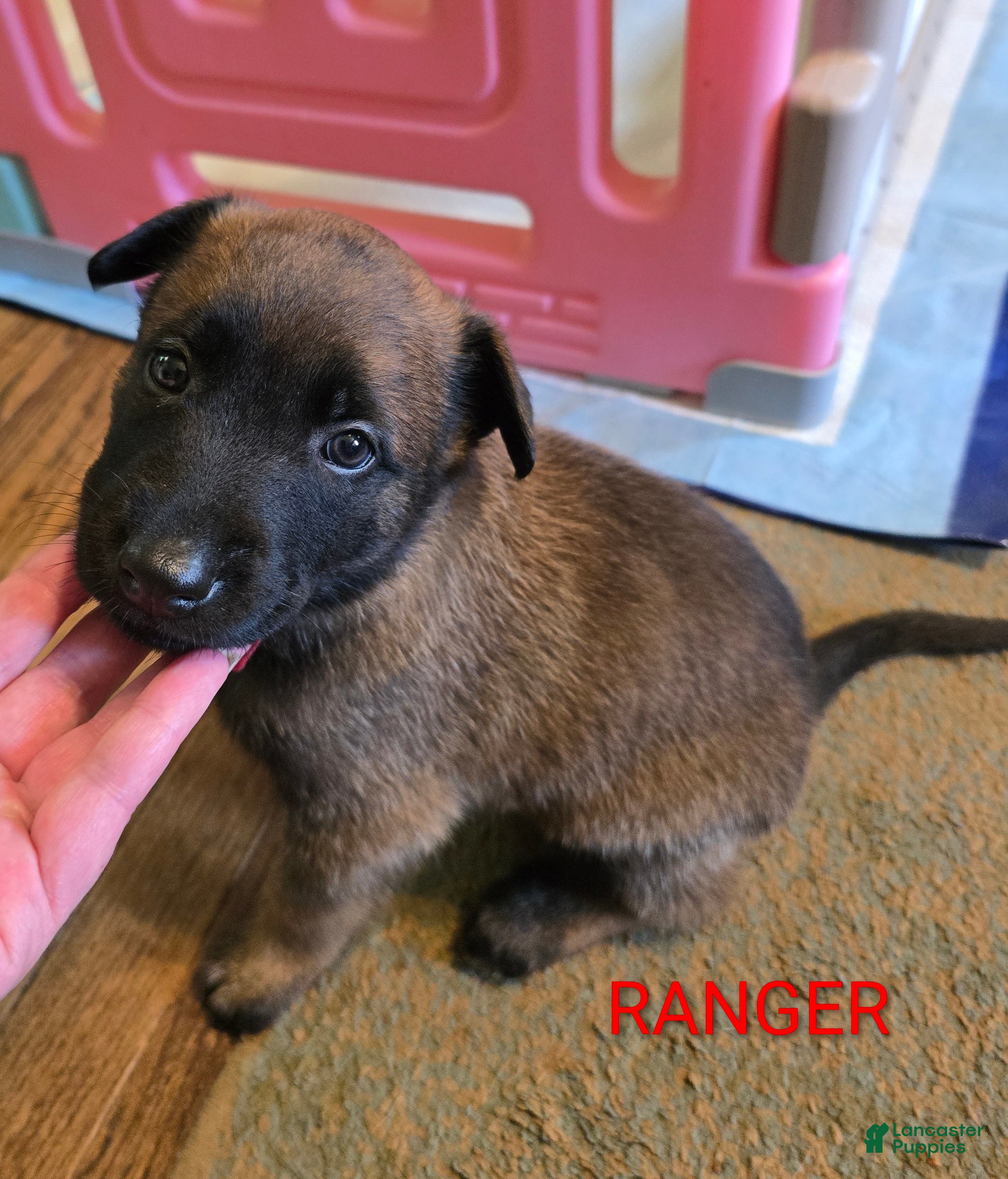 Belgian Malinois dogs Belgian Malinois 2 - Ad 1
