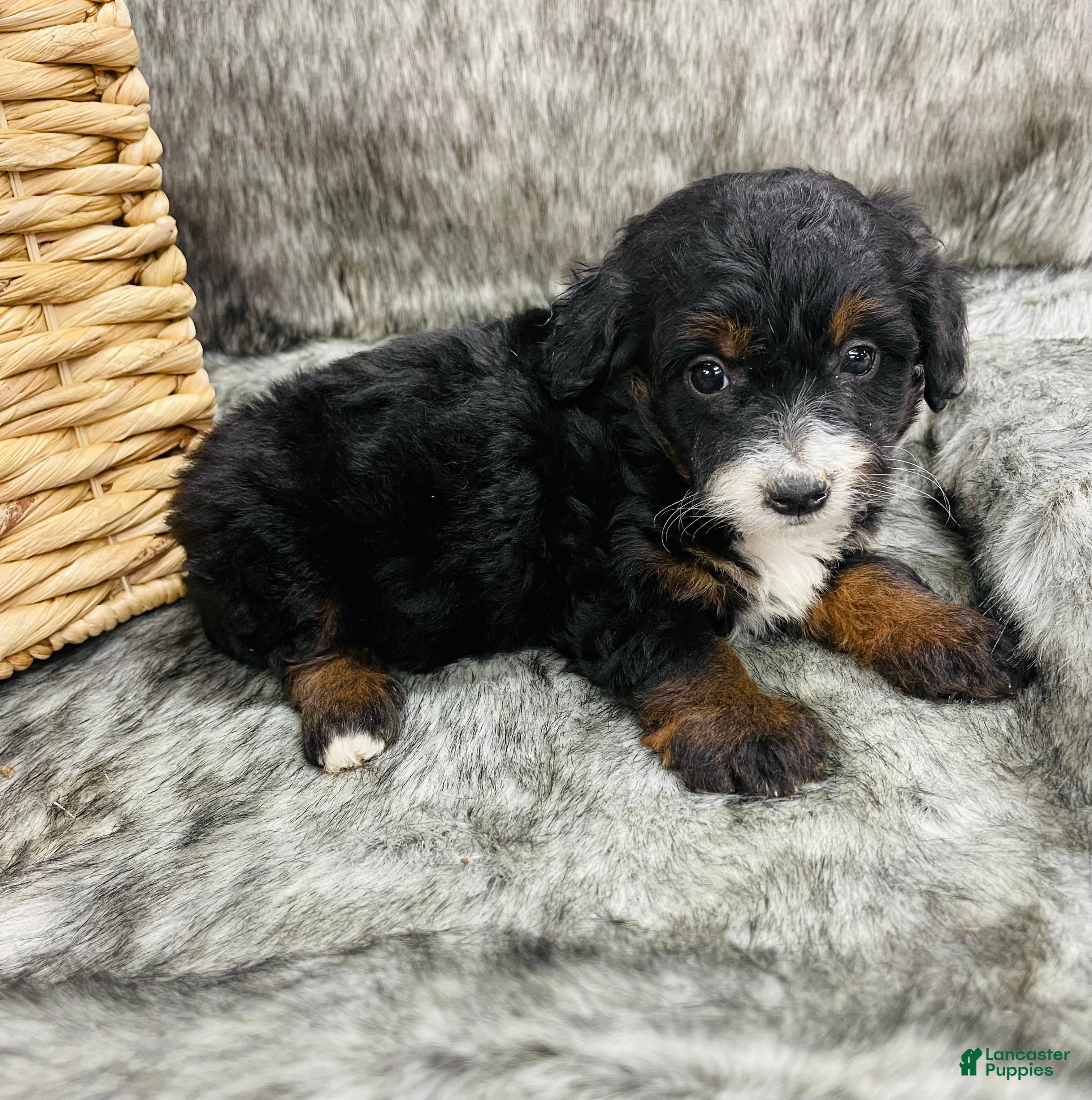 Mini Bernedoodle dogs Mini Bernedoodle Molly - Ad 14