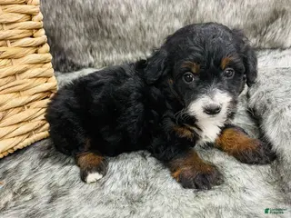 Mini Bernedoodle dogs Mini Bernedoodle Molly - Ad 14