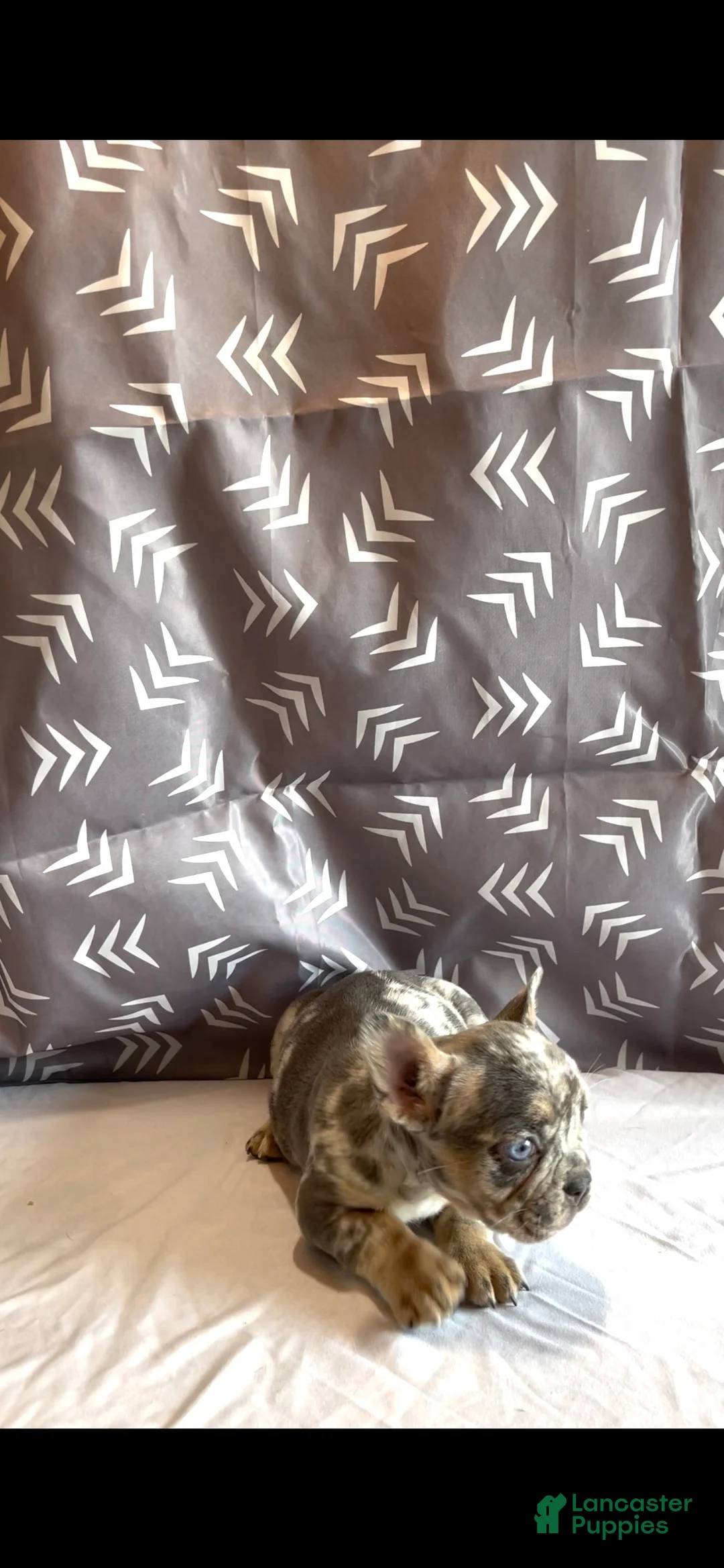 French Bulldog dogs for sale: French Bulldog Puppy 2 - Ad 2