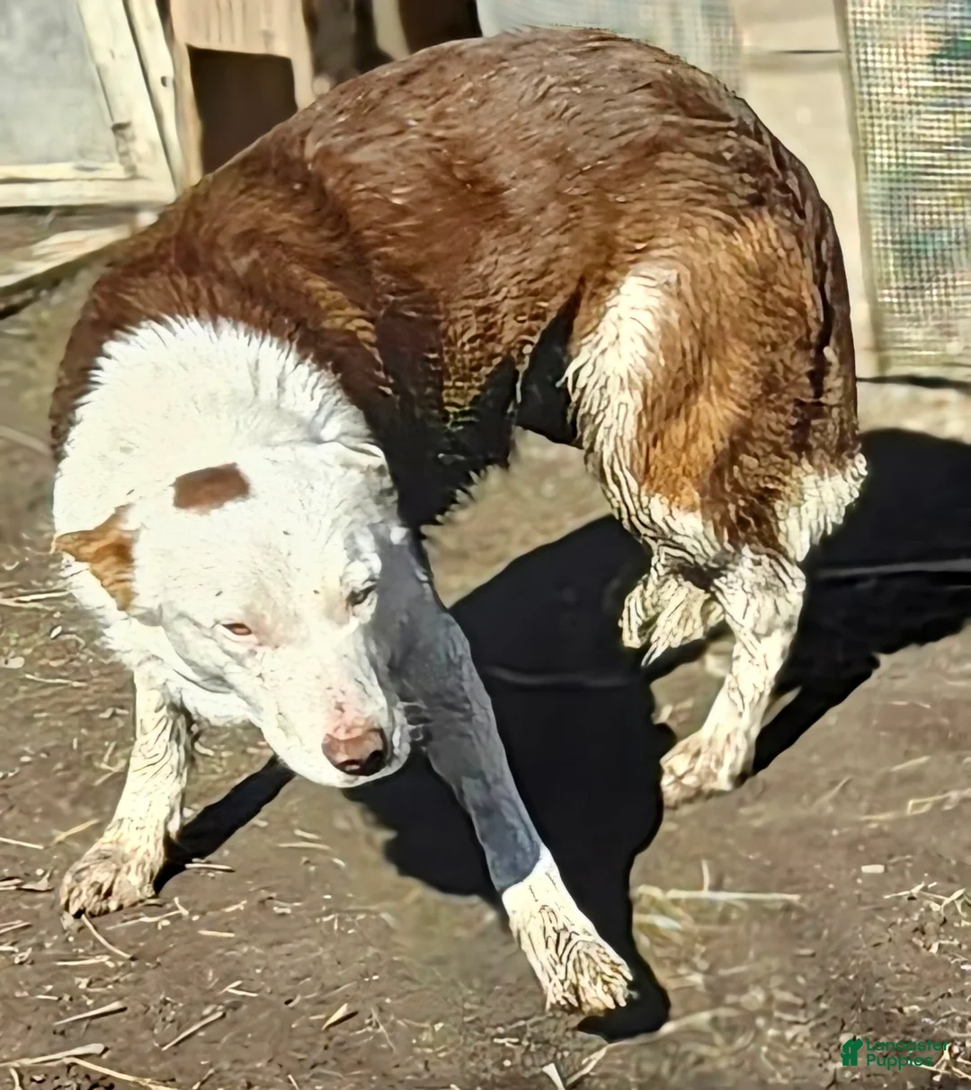 Border Collie dogs for sale: Zinny - Ad 1