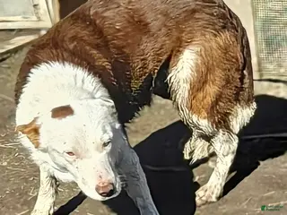 Border Collie dogs Zinny - Ad 27