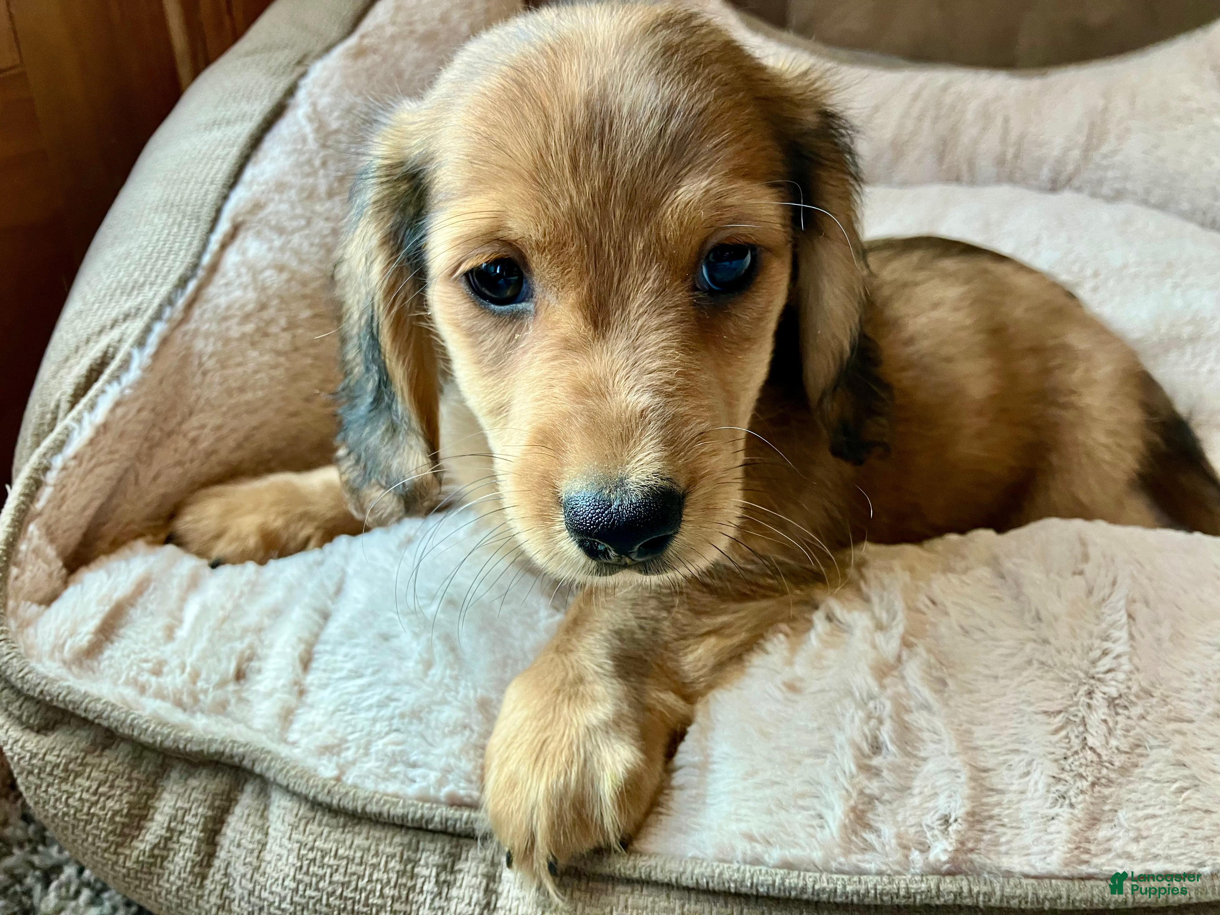 Miniature Dachshund dogs Coco Bean of St. Wiggles - Ad 2