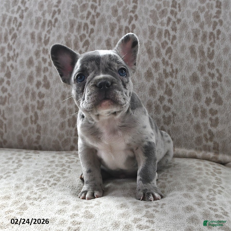 Frenchton dogs Brian - Ad 1