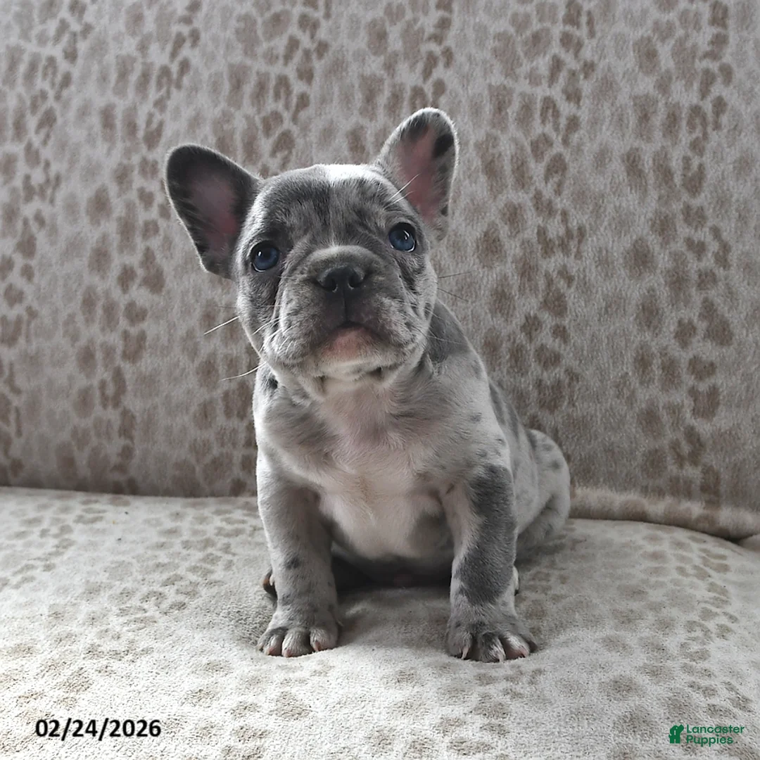 Frenchton dogs for sale: Brian - Ad 1