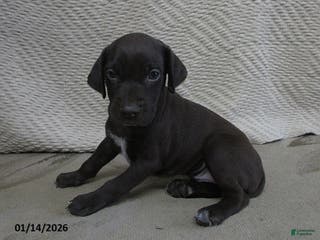 German Shorthaired Pointer dogs Natasha - Ad 16