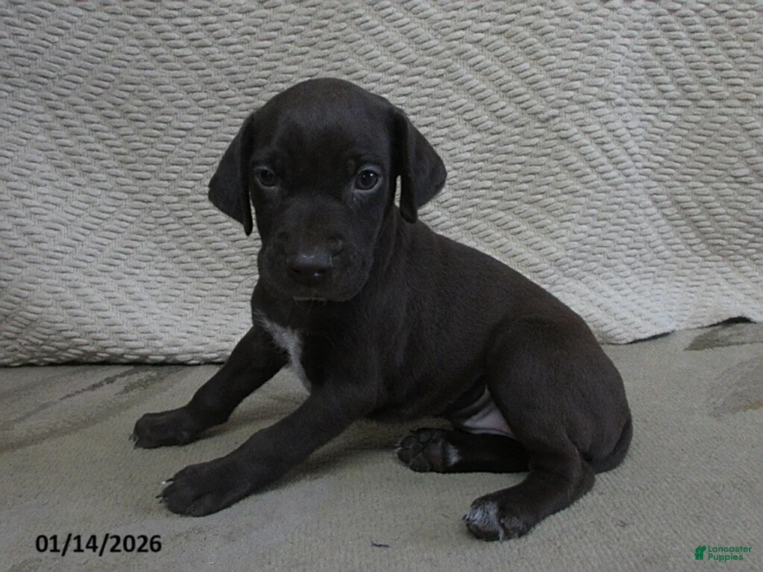 German Shorthaired Pointer dogs for sale: Natasha - Ad 1