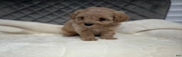 Maltipoo dogs for sale: Sofia - Ad 8