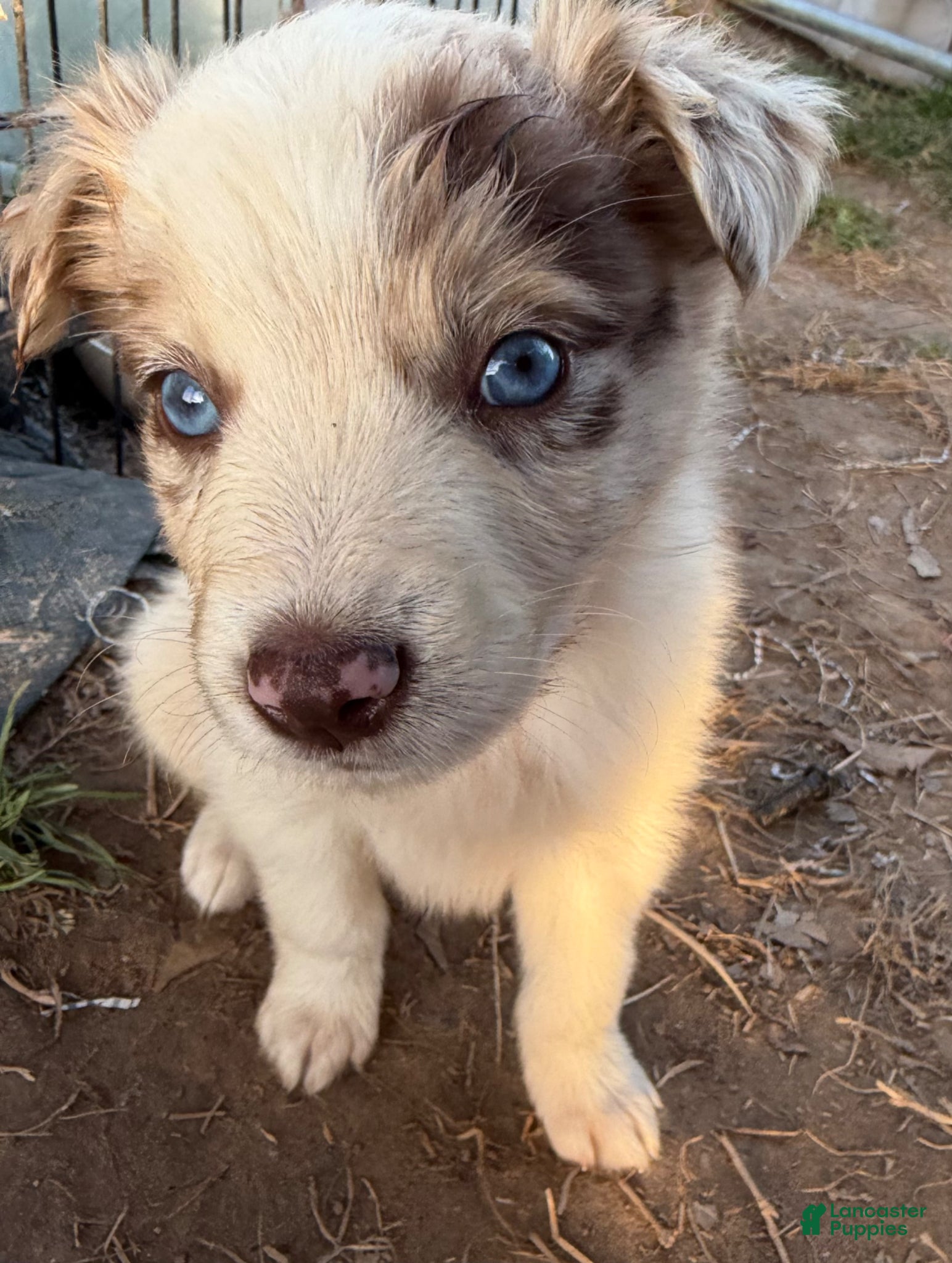 Australian Shepherd dogs for sale: Australian Shepherd Puppy 1 - Ad 2
